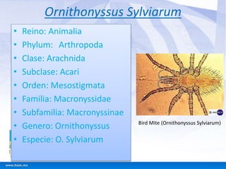Ornithonyssus Sylviarum 
• Reino: Animalia 
• Phylum: Arthropoda 
• Clase: Arachnida 
• Subclase: Acari 
• Orden: Mesostigmata 
• Familia: Macronyssidae 
• Subfamilia: Macronyssinae 
• Genero: Ornithonyssus 
• Especie: O. Sylviarum 
Bird Mite (Ornithonyssus Sylviarum) 
 