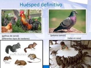 Huésped definitivo 
(gallinas de corral) 
(Diferentes tipos de roedores) 
(paloma común) 
(ratas en casa) 
 