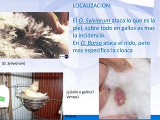 LOCALIZACION 
El O. Sylviarum ataca lo que es la 
piel, sobre todo en gallos es mas 
la incidencia. 
En O. Bursa ataca el nido, pero 
mas especifico la cloaca 
(O. Syilviarum) 
(¿Gallo o gallina? 
Ventas) 
(Nidos) 
 
