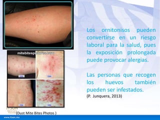 Los ornitonisos pueden 
convertirse en un riesgo 
laboral para la salud, pues 
la exposición prolongada 
puede provocar alergias. 
Las personas que recogen 
los huevos también 
pueden ser infestados. 
(P. Junquera, 2013) 
(Dust Mite Bites Photos ) 
 