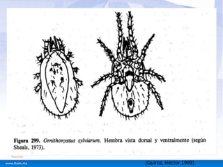 (Quiroz, Héctor 1999) 
 