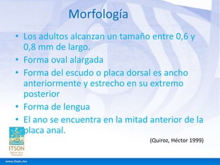 Morfología 
• Los adultos alcanzan un tamaño entre 0,6 y 
0,8 mm de largo. 
• Forma oval alargada 
• Forma del escudo o placa dorsal es ancho 
anteriormente y estrecho en su extremo 
posterior 
• Forma de lengua 
• El ano se encuentra en la mitad anterior de la 
placa anal. 
(Quiroz, Héctor 1999) 
 