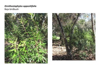 Ornithostaphylos oppositifolia
Baja birdbush

 