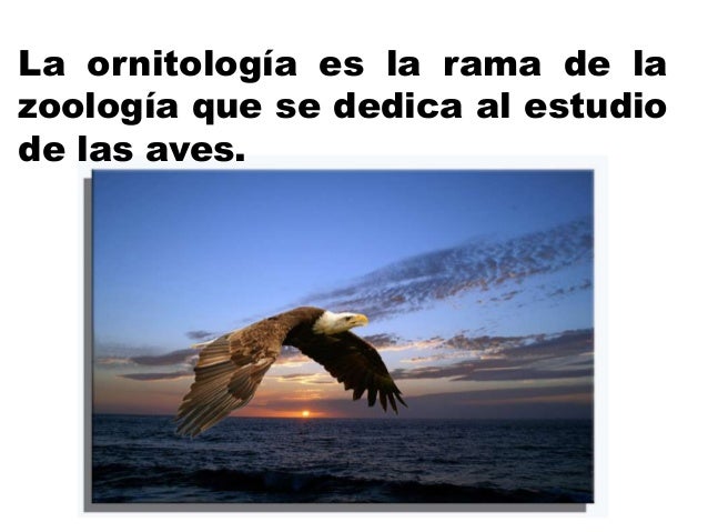 Ornitologia