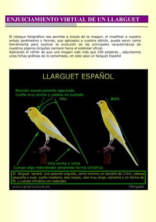 ENJUICIAMIENTO VIRTUAL DE UN LLARGUET

El retoque fotográfico nos permite a través de la imagen, el modificar a nuestro
antojo parámetros y formas, que aplicados a nuestra afición, puede servir como
herramienta para explicar la evolución de las principales características de
nuestros pájaros dirigidas siempre hacia el estándar oficial.
Aplicando el refrán de que una imagen vale más que 100 palabras , adjuntamos
unas fichas gráficas de lo comentado, en este caso un llarguet Español
 
