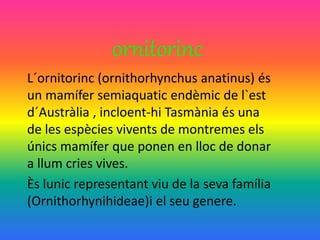 ornitorinc
L´ornitorinc (ornithorhynchus anatinus) és
un mamífer semiaquatic endèmic de l`est
d´Austràlia , incloent-hi Tasmània és una
de les espècies vivents de montremes els
únics mamífer que ponen en lloc de donar
a llum cries vives.
Ès lunic representant viu de la seva família
(Ornithorhynihideae)i el seu genere.
 