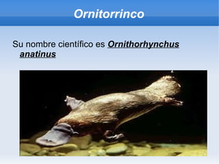 Ornitorrinco

Su nombre científico es Ornithorhynchus
 anatinus
 