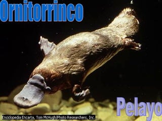 Ornitorrinco Pelayo 