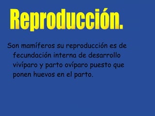 Son mamíferos su reproducción es de  fecundación interna de desarrollo vivíparo y parto ovíparo puesto que ponen huevos en el parto. Reproducción. 