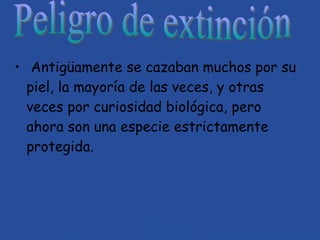 Antigüamente se cazaban muchos por su piel, la mayoría de las veces, y otras veces por curiosidad biológica, pero ahora son una especie estrictamente protegida. Peligro de extinción