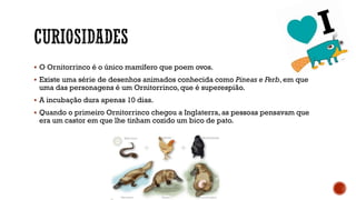  O Ornitorrinco é o único mamífero que poem ovos.
 Existe uma série de desenhos animados conhecida como Pineas e Ferb, em que
uma das personagens é um Ornitorrinco, que é superespião.
 A incubação dura apenas 10 dias.
 Quando o primeiro Ornitorrinco chegou a Inglaterra, as pessoas pensavam que
era um castor em que lhe tinham cozido um bico de pato.
 