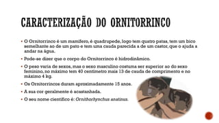  O Ornitorrinco é um mamífero, é quadrupede, logo tem quatro patas, tem um bico
semelhante ao de um pato e tem uma cauda parecida a de um castor,que o ajuda a
andar na água.
 Pode-se dizer que o corpo do Ornitorrinco é hidrodinâmico.
 O peso varia de sexos, mas o sexo masculino costuma ser superior ao do sexo
feminino, no máximo tem 40 centímetro mais 13 de cauda de comprimento e no
máximo 4 kg.
 Os Ornitorrincos duram aproximadamente 15 anos.
 A sua cor geralmente é acastanhada.
 O seu nome cientifico é: Ornithorhynchus anatinus.
 