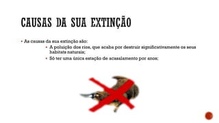  As causas da sua extinção são:
 A poluição dos rios, que acaba por destruir significativamente os seus
habitats naturais;
 Só ter uma única estação de acasalamento por anos;
 