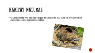  O Ornitorrinco vive nos rios e lagos de água doce, mas também vive em túneis
subterrâneos que escavam nos solos.
 