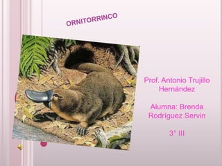 Prof. Antonio Trujillo
     Hernández

 Alumna: Brenda
 Rodríguez Servin

        3° III
 