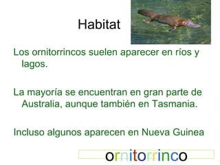 Habitat Los ornitorrincos suelen aparecer en ríos y lagos. La mayoría se encuentran en gran parte de Australia, aunque también en Tasmania. Incluso algunos aparecen en Nueva Guinea o r n i t o r r i n c o 