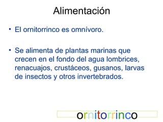 Alimentación El ornitorrinco es omnívoro. Se alimenta de plantas marinas que crecen en el fondo del agua lombrices, renacuajos, crustáceos, gusanos, larvas de insectos y otros invertebrados. o r n i t o r r i n c o 