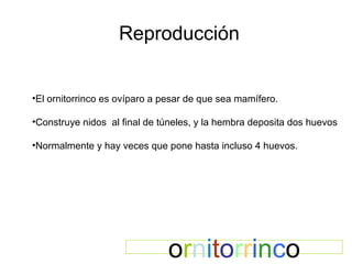 Reproducción o r n i t o r r i n c o El ornitorrinco es ovíparo a pesar de que sea mamífero. Construye nidos  al final de túneles, y la hembra deposita dos huevos  Normalmente y hay veces que pone hasta incluso 4 huevos. 