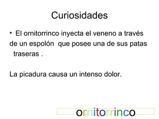 Curiosidades El ornitorrinco inyecta el veneno a través  de un espolón  que posee una de sus patas traseras . La picadura causa un intenso dolor. o r n i t o r r i n c o 