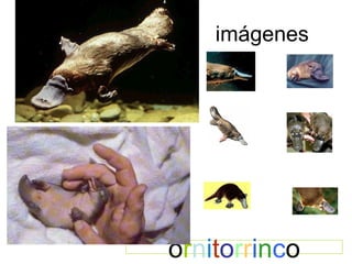 imágenes o r n i t o r r i n c o 