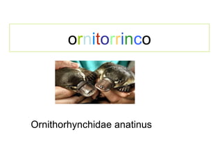 o r n i t o r r i n c o Ornithorhynchidae anatinus 