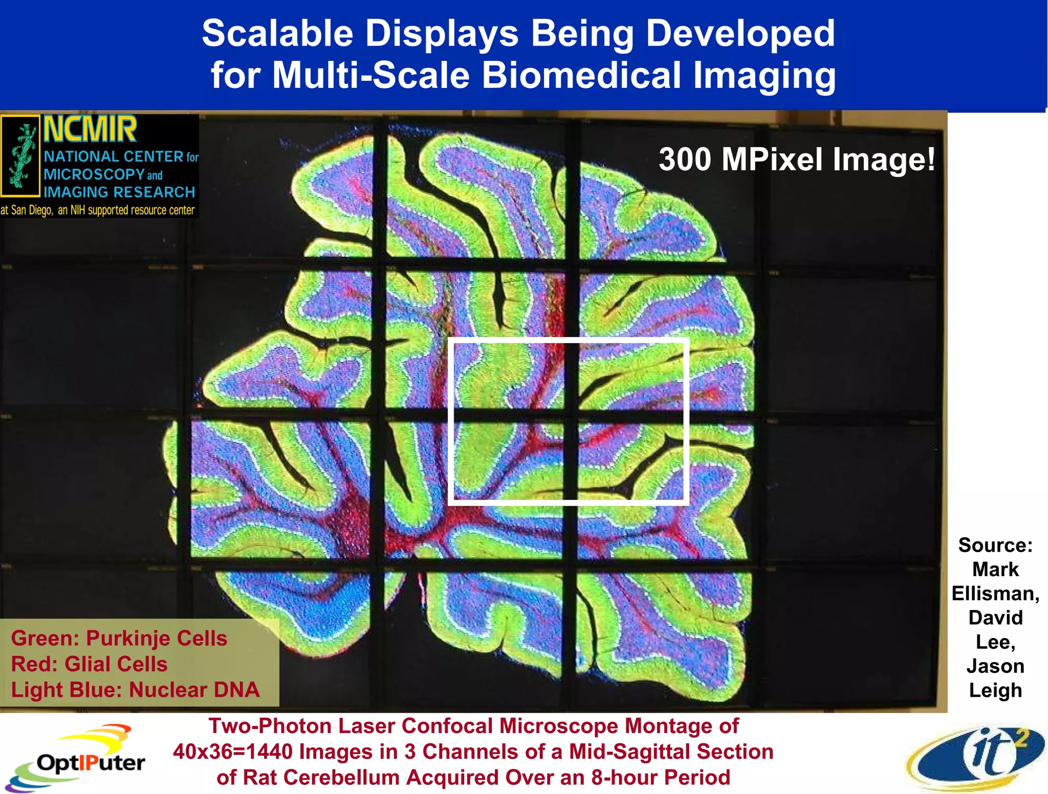 Scalable Displays Being Developed  for Multi-Scale Biomedical Imaging Green: Purkinje Cells Red: Glial Cells Light Blue: Nuclear DNA Source: Mark Ellisman, David Lee, Jason Leigh Two-Photon Laser Confocal Microscope Montage of 40x36=1440 Images in 3 Channels of a Mid-Sagittal Section of Rat Cerebellum Acquired Over an 8-hour Period 300 MPixel Image! 