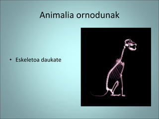 Animalia ornodunak ,[object Object]