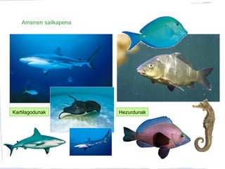 Arrainen sailkapena
Kartilagodunak Hezurdunak
 