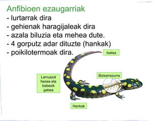 Anfibioen ezaugarriak
BizkarrezurraLarruazal
hezea eta
babesik
gabea
Hankak
Isatsa
- lurtarrak dira
- gehienak haragijaleak dira
- azala biluzia eta mehea dute.
- 4 gorputz adar dituzte (hankak)
- poikilotermoak dira.
 