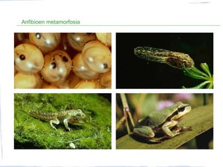 Anfibioen metamorfosia
 