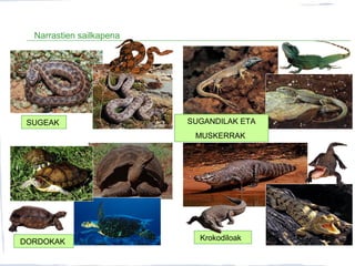 SUGEAK SUGANDILAK ETA
MUSKERRAK
DORDOKAK Krokodiloak
Narrastien sailkapena
 