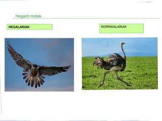 Hegazti motak
HEGALARIAK KORRIKALARIAK
 