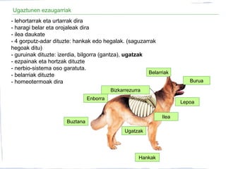 Ugaztunen ezaugarriak
Bizkarrezurra
Belarriak
Lepoa
Hankak
Buztana
Enborra
Burua
Ilea
Ugatzak
- lehortarrak eta urtarrak dira
- haragi belar eta orojaleak dira
- ilea daukate
- 4 gorputz-adar dituzte: hankak edo hegalak. (saguzarrak
hegoak ditu)
- guruinak dituzte: izerdia, bilgorra (gantza), ugatzak
- ezpainak eta hortzak dituzte
- nerbio-sistema oso garatuta.
- belarriak dituzte
- homeotermoak dira
 