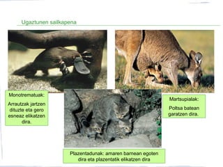Ugaztunen sailkapena
Monotrematuak:
Arrautzak jartzen
dituzte eta gero
esneaz elikatzen
dira.
Martsupialak:
Poltsa batean
garatzen dira.
Plazentadunak: amaren barnean egoten
dira eta plazentatik elikatzen dira
 