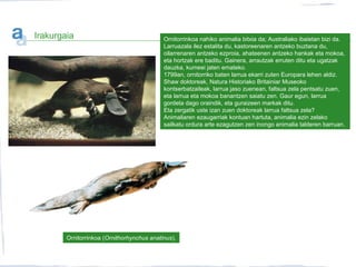 Ornitorrinkoa (Ornithorhynchus anatinus).
Irakurgaia Ornitorrinkoa nahiko animalia bitxia da; Australiako ibaietan bizi da.
Larruazala ilez estalita du, kastoreenaren antzeko buztana du,
oilarrenaren antzeko ezproia, ahateenen antzeko hankak eta mokoa,
eta hortzak ere baditu. Gainera, arrautzak erruten ditu eta ugatzak
dauzka, kumeei jaten emateko.
1799an, ornitorriko baten larrua ekarri zuten Europara lehen aldiz.
Shaw doktoreak, Natura Historiako Britainiar Museoko
kontserbatzaileak, larrua jaso zuenean, faltsua zela pentsatu zuen,
eta larrua eta mokoa banantzen saiatu zen. Gaur egun, larrua
gordeta dago oraindik, eta guraizeen markak ditu.
Eta zergatik uste izan zuen doktoreak larrua faltsua zela?
Animaliaren ezaugarriak kontuan hartuta, animalia ezin zelako
sailkatu ordura arte ezagutzen zen inongo animalia talderen barruan.
 