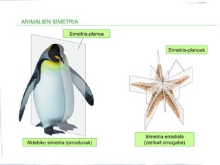 ANIMALIEN SIMETRIA
Simetria-planoa
Simetria-planoak
Aldebiko simetria (ornodunak)
Simetria erradiala
(zenbait ornogabe)
 
