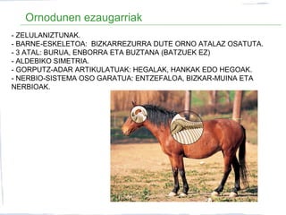 Ornodunen ezaugarriak
- ZELULANIZTUNAK.
- BARNE-ESKELETOA: BIZKARREZURRA DUTE ORNO ATALAZ OSATUTA.
- 3 ATAL: BURUA, ENBORRA ETA BUZTANA (BATZUEK EZ)
- ALDEBIKO SIMETRIA.
- GORPUTZ-ADAR ARTIKULATUAK: HEGALAK, HANKAK EDO HEGOAK.
- NERBIO-SISTEMA OSO GARATUA: ENTZEFALOA, BIZKAR-MUINA ETA
NERBIOAK.
 