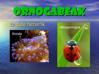 ORNOGABEAK ,[object Object],Korala Marigorringoa   