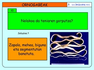 Nolakoa da teniaren gorputza? ORNOGABEAK 10 Soluzioa ? Zapala, mehea, biguna eta segmentutan banatuta.  