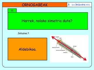 Harrek, nolako simetria dute? ORNOGABEAK 12 Soluzioa ? Aldebikoa. 