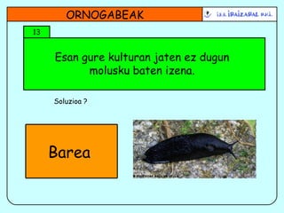 Esan gure kulturan jaten ez dugun molusku baten izena. ORNOGABEAK 13 Soluzioa ? Barea  