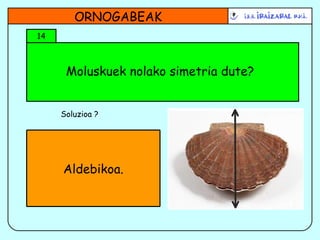 Moluskuek nolako simetria dute? ORNOGABEAK 14 Soluzioa ? Aldebikoa. 