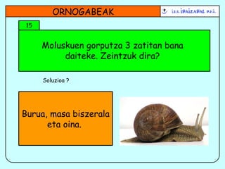 Moluskuen gorputza 3 zatitan bana daiteke. Zeintzuk dira? ORNOGABEAK 15 Soluzioa ? Burua, masa biszerala eta oina.  