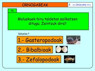 Moluskuek hiru taldetan sailkatzen ditugu. Zeintzuk dira? ORNOGABEAK 16 Soluzioa ? 1.- Gasteropodoak 3.- Zefalopodoak 2.- Bibalbioak 