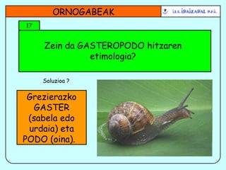 Zein da GASTEROPODO hitzaren etimologia? Grezierazko GASTER (sabela edo urdaia) eta PODO (oina).  ORNOGABEAK 17 Soluzioa ? 