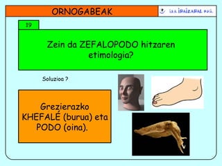 Zein da ZEFALOPODO hitzaren etimologia? ORNOGABEAK 19 Soluzioa ? Grezierazko KHEFALÉ (burua) eta PODO (oina).  