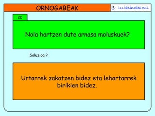 Nola hartzen dute arnasa moluskuek? ORNOGABEAK 20 Soluzioa ? Urtarrek zakatzen bidez eta lehortarrek birikien bidez.  
