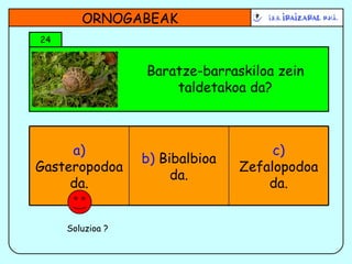 Baratze-barraskiloa zein taldetakoa da? 24 ORNOGABEAK Soluzioa ? b)  Bibalbioa da. c)  Zefalopodoa da. a)  Gasteropodoa da. 