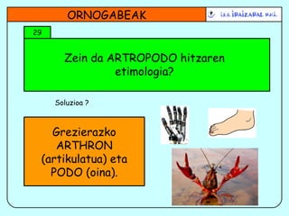 Zein da ARTROPODO hitzaren etimologia? ORNOGABEAK 29 Soluzioa ? Grezierazko ARTHRON (artikulatua) eta PODO (oina). 