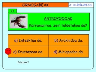 ARTROPODOAK Karramarroa, zein taldetakoa da? ORNOGABEAK 34 Soluzioa ? d)  Miriapodoa da. c)  Krustazeoa da. b)  Araknidoa da. a)  Intesktua da. 